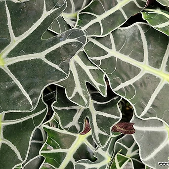 알로카시아 거북알로카시아 실내식물 반음지식물 공기정화식물 1