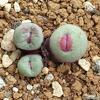 코노피툼 파가에 입술 (conophytum pageae Bitterfontein) 1