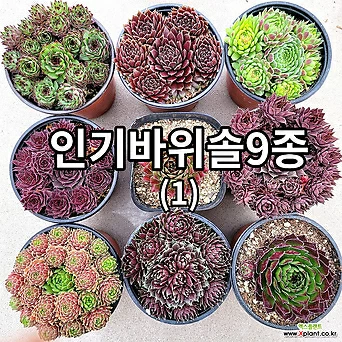할인 인기 바위솔9종+사은품1개  Ver01/ 분채배송 월동 다육- 1