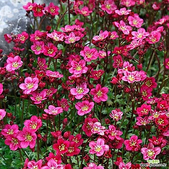 빨강운간초-샥시프라가 10cm화분묘 (3개) 봄장기개화 다년초 천지가야생화 1