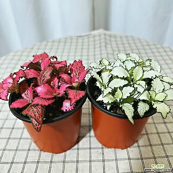 청년농부 화이트스타 핑크스타 미니식물 소형식물 작은식물 흰꽃 분홍꽃 1