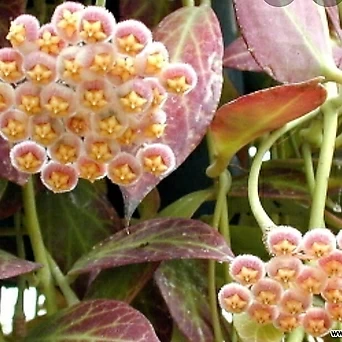 호야.룩타오(예쁜핑크색).꽃색깔예뻐요.향기좋은향.아카사카향.인테리어효과.공기정화식물.잎도예뻐요.꽃눈있어요. 1