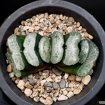 Haworthia truncata 51-13 1