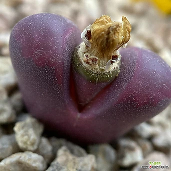 Lithops optica Rubra 1