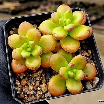 Sedum lucidum Obesum 1