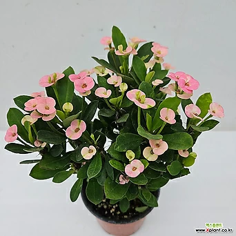 Euphorbia milii  1