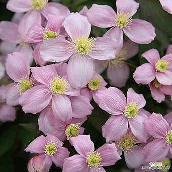 루벤스 - 클레마티스 10.5cm 포트묘 ( 큰꽃으아리 / 넝쿨식물 / 봄꽃 / 야생화 ) 1