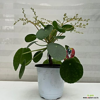 동글동글 귀여운 잎 필레아페페(중) 돈나무 1