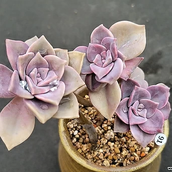 紫色喜悅 多肉植物 - Xplant