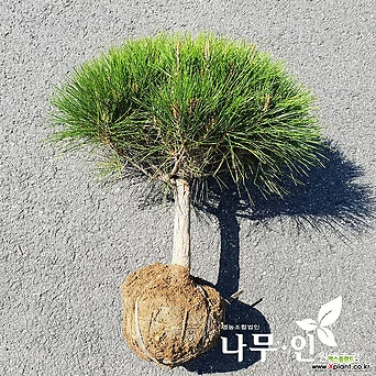 [나무인] 반송(둥근소나무) 폭50cm 70cm 1