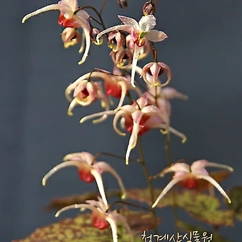 꽃대 핑크샴페인 삼지구엽초 (대품) / 사진촬영 2023년 3월 20일 1