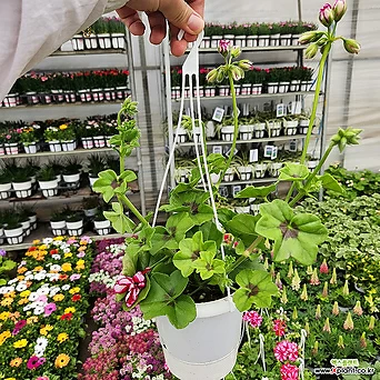 아이비제라늄 걸이형식물 인기꽃 반려식물 1