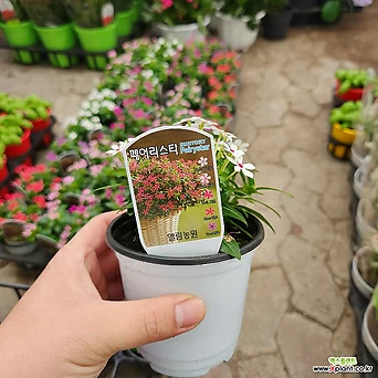 페어리스타 1박스 2개입 색상랜덤발송 인기꽃식물 1