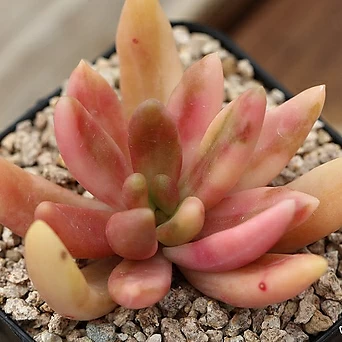 Pachyphytum hookeri 1