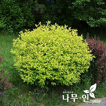 [나무인] 황금조팝  황금잎조팝 묘목 1
