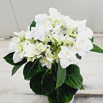 장미수국 흰겹꽃 1