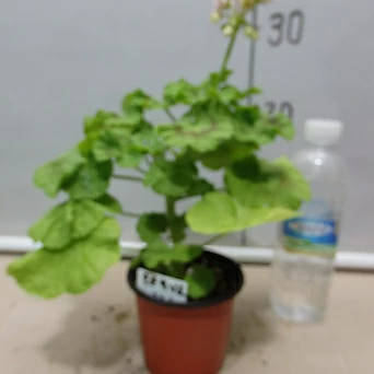 Pelargonium(Geranium) -- 1