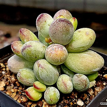 Cotyledon orbiculata cv variegated 45-139 1