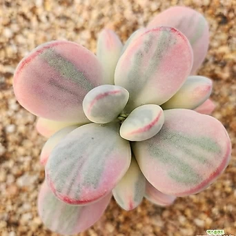 Cotyledon orbiculata cv variegated 48. 1