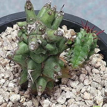Euphorbia horrida (0141) 1