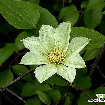 Lilac clematis [] 1