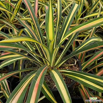 무늬실유카 컬러가드 (Yucca filamentosa  Color Guard) 1