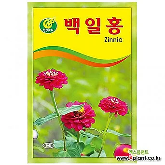 백일홍 씨앗 (40립) 꽃씨 키우기 텃밭 야생화 교재용 1