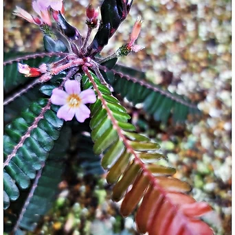 비오피툼 에콰도르 희귀식물 정글식물 테라리움 1