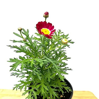 Argyranthemum frutescens  1