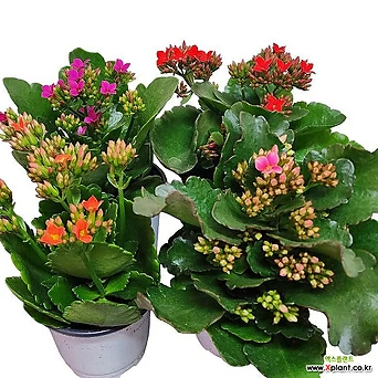 카랑코에 4묶음 색상랜덤 다육식물 퀸로즈 다육꽃식물 오래가는꽃식물 1