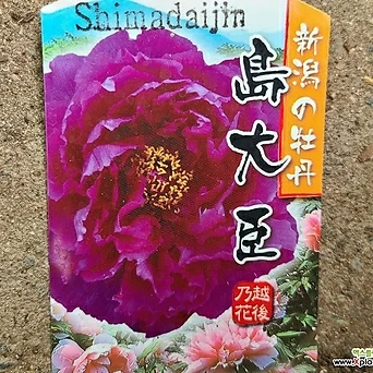 목단.일본목단.겹꽃.예쁜진한보라꽃.(꽃이환상입니다).월동짱.묵은상품.상태굿. 1