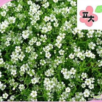안개초 화이트 씨앗(3g) -안개초 안개꽃 1