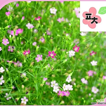 안개초 핑크 씨앗(100립) -안개초 안개꽃 1