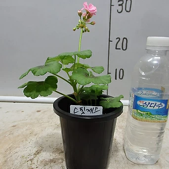 Pelargonium(Geranium) - 1