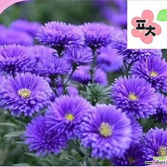아스타 씨앗(50립) -숙근아스타 아스타국화 국화 과꽃 겹과꽃 종자씨앗 할인 꽃씨앗 1