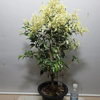 Ficus benjamina 425-3- 1