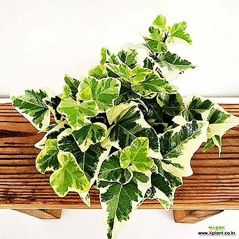 아이비 무늬아이비 칼라아이비 소품 넝쿨 덩쿨식물 행잉플랜트 공기정화식물 수경재배 그늘식물 1
