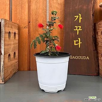 홍자귀나무 중품 빨강꽃 1