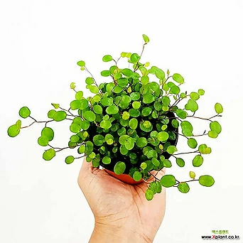 트리안 공기정화식물 늘어지는식물 행잉플랜트 주방식물 넝쿨식물 수경재배 1