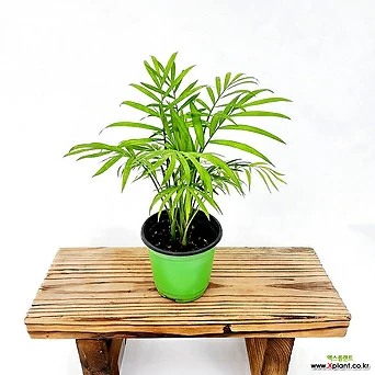 테이블야자 탁상야자 공기정화식물 실내 인테리어 야자나무 먼지먹는식물 1