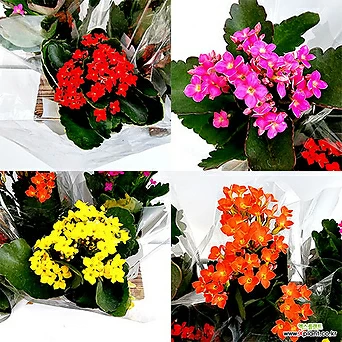 카랑코에 가랑코에 칼란디바 칼랑코에 사계절꽃 꽃식물 꽃화분 실내식물 색상랜덤 1