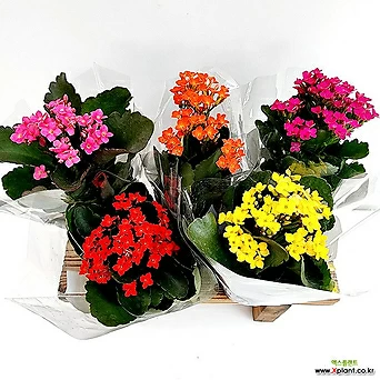 (5개한세트) 카랑코에 가랑코에 칼란디바 칼랑코에 사계절꽃 꽃식물 꽃화분 실내식물 색상랜덤 1