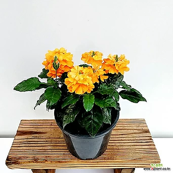 크로산드라 크록산드라 중품 꽃식물 꽃화분 오래꽃피는 공기정화 주황꽃 1
