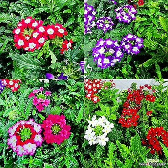 버베나 소품 야생화 꽃식물 꽃화분 파라솔 화단 정원꾸미기 다년생 색상랜덤 1