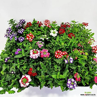 (5개한세트) 버베나 소품 야생화 꽃식물 꽃화분 파라솔 화단 정원꾸미기 다년생 색상랜덤 1