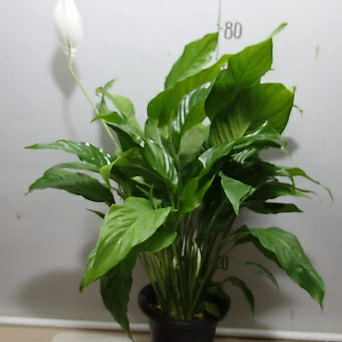 Spathiphyllum 427-1- 1