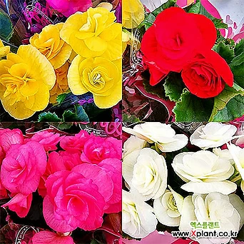 엘라티올 베고니아 장미베고니아 꽃베고니아 꽃식물 사계절꽃 색상랜덤 1