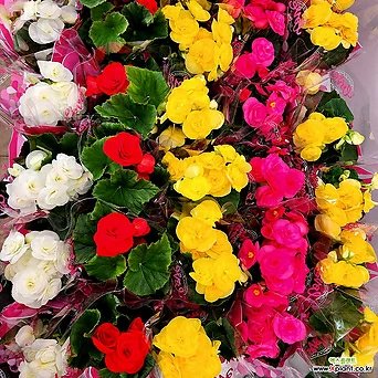 (5개한세트) 엘라티올 베고니아 장미베고니아 꽃베고니아 꽃식물 사계절꽃 색상랜덤 1
