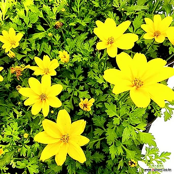 (5개한세트) 비덴스 바이덴스 비덴샤 야생화 황금꽃 노지월동 황금여신 꽃화분 꽃식물 1