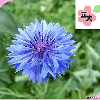 수레국화 블루 씨앗(100립) -국화꽃 수레국화꽃 종자씨앗 할인 꽃씨앗  야생화 약초 1